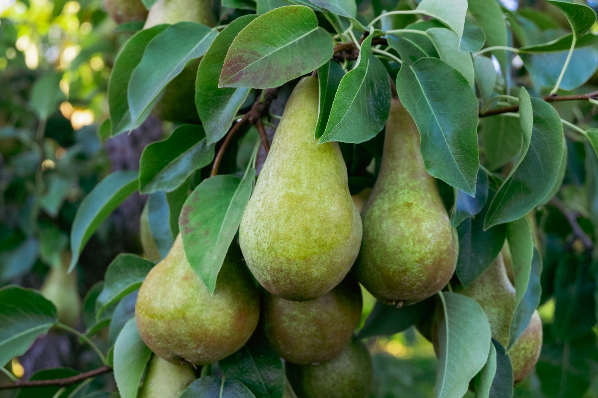 Apples and pears for the Fall box