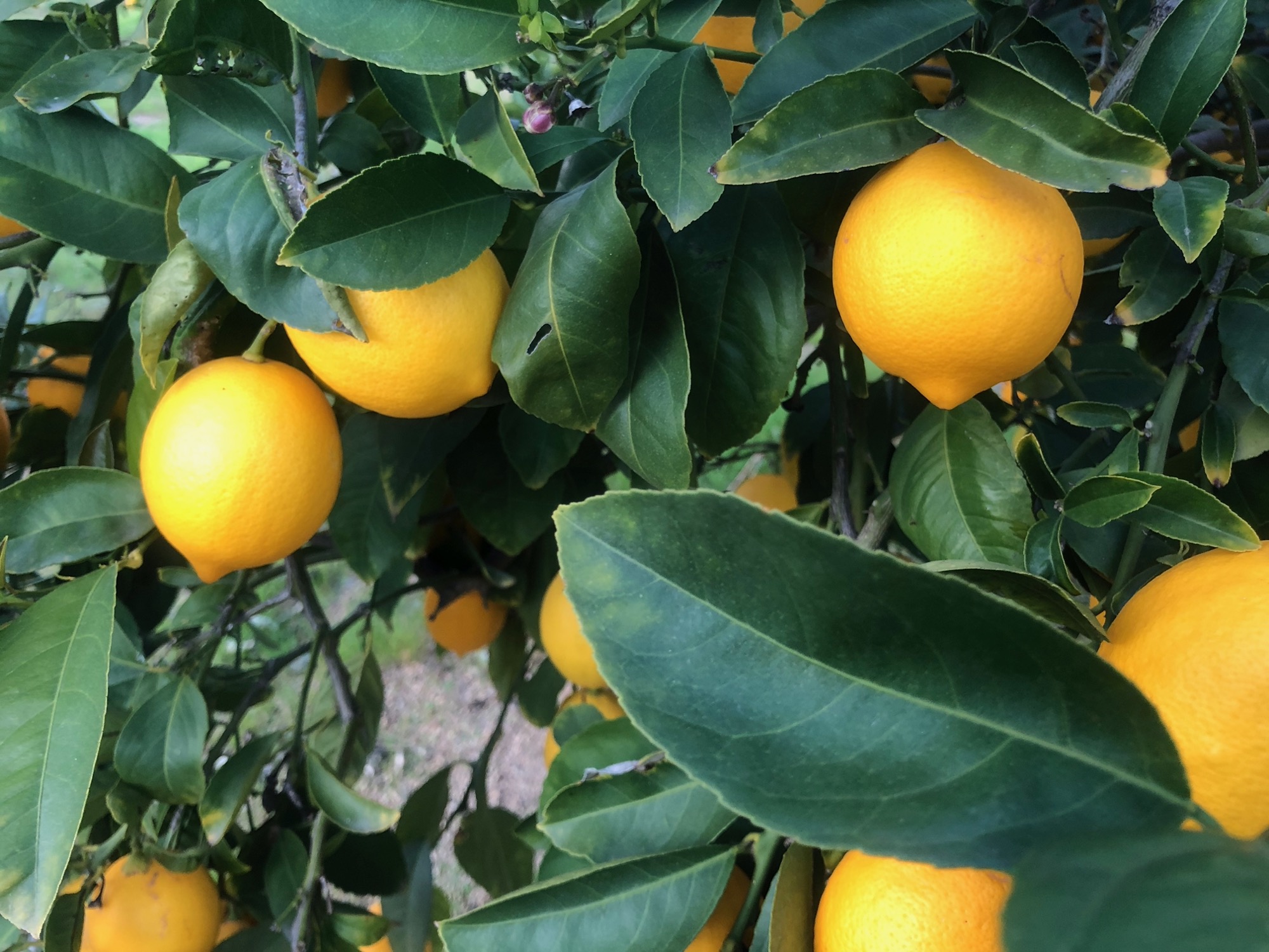 California organic citrus for the Spring box
