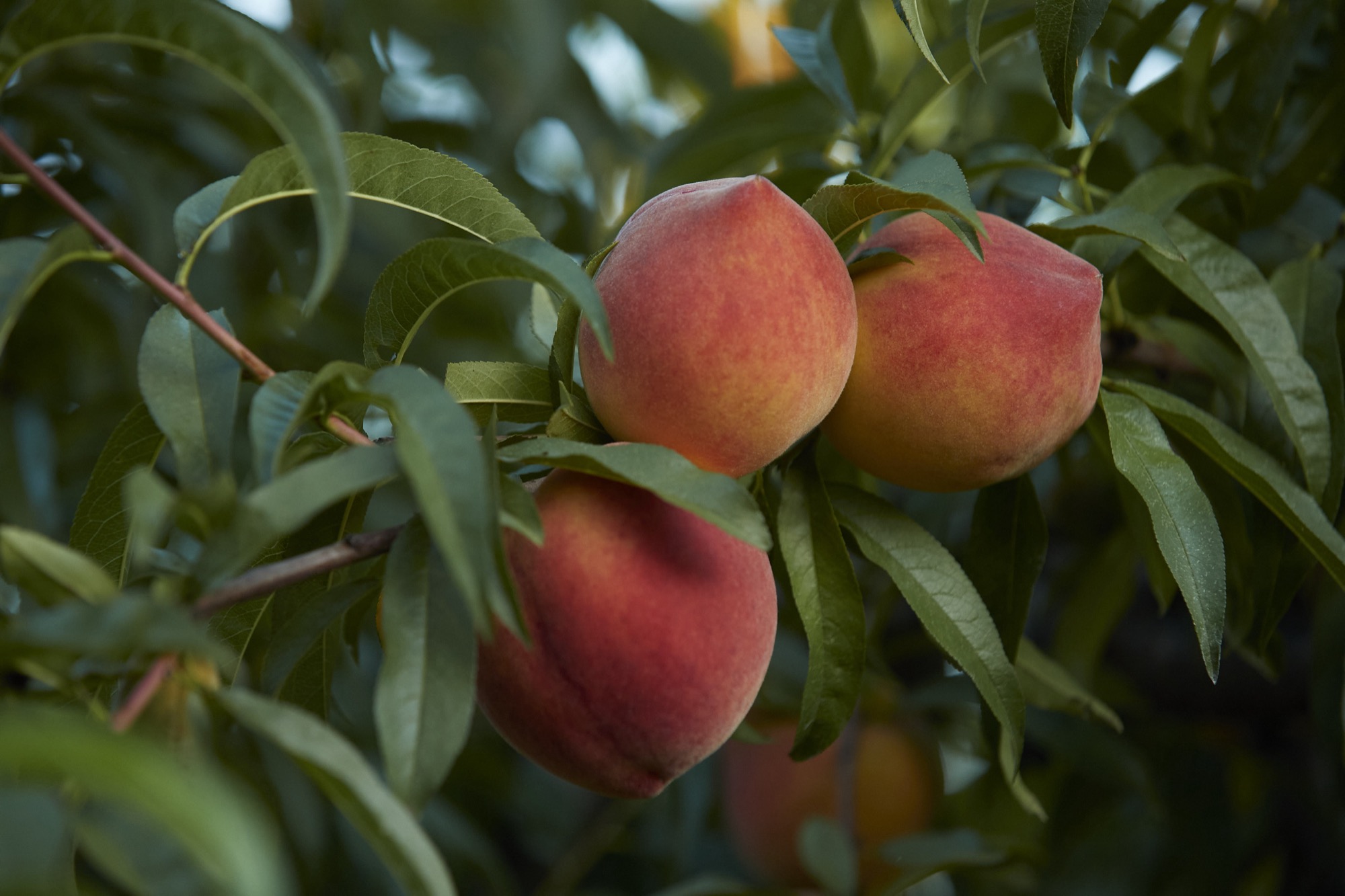 Georgia peaches for the Summer box