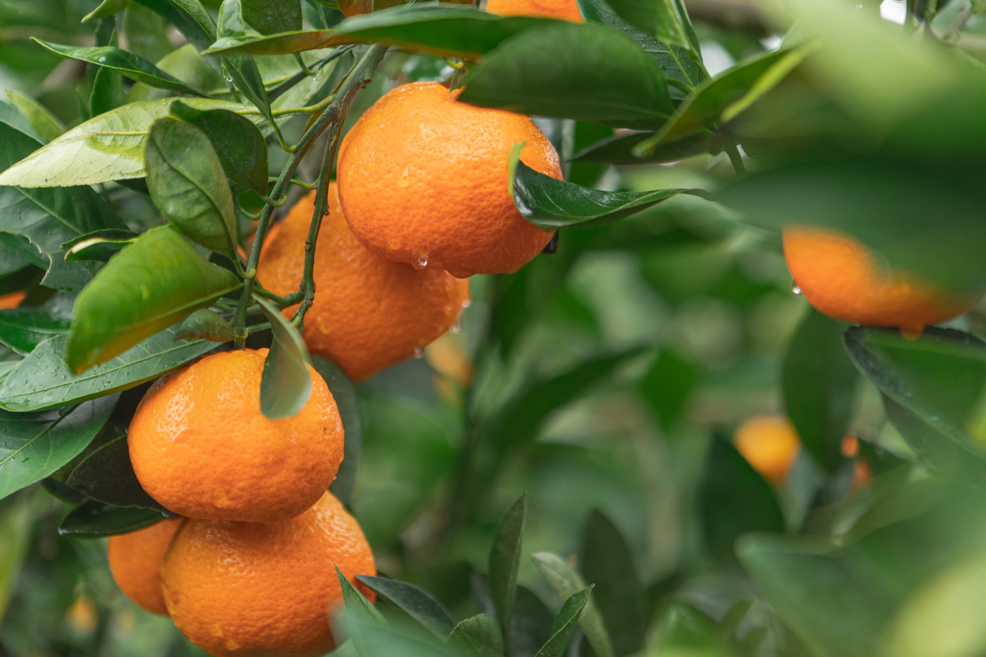 Florida citrus for the Winter box