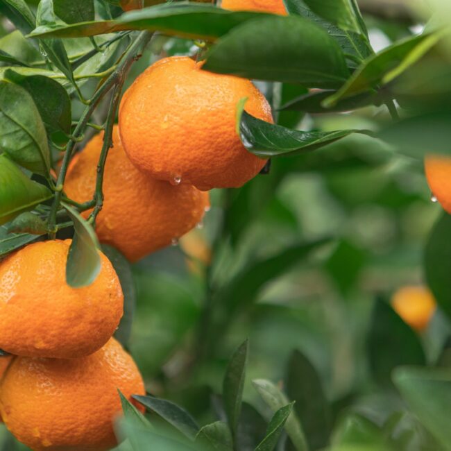 Satsuma Mandarins | Fresh Fruit Delivered | Tree-Ripe Fruit Co.