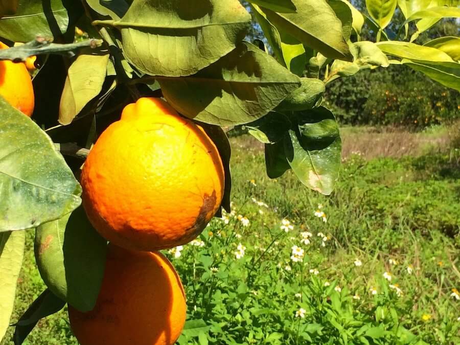 Honeybells