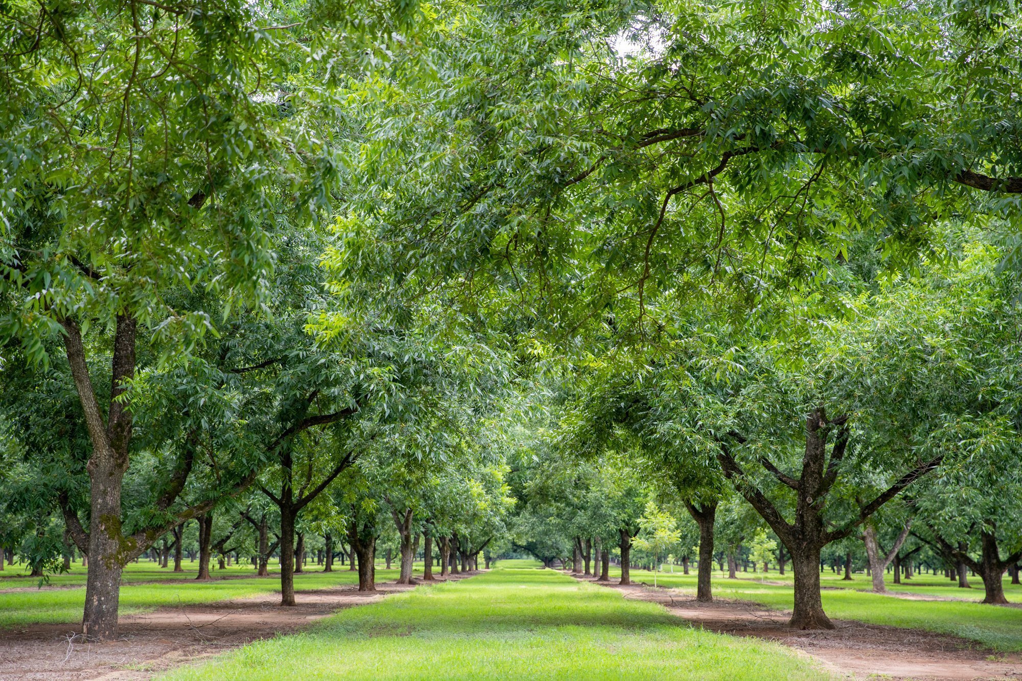 Georgia Pecans
