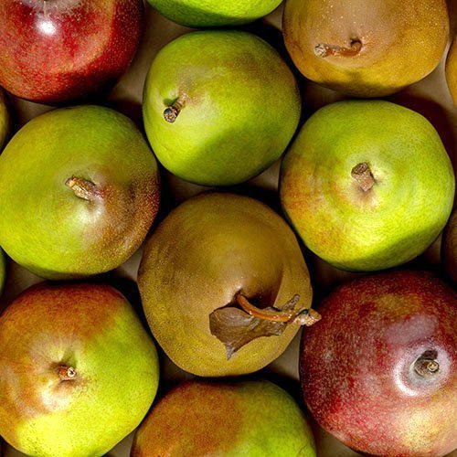 Oregon Pears