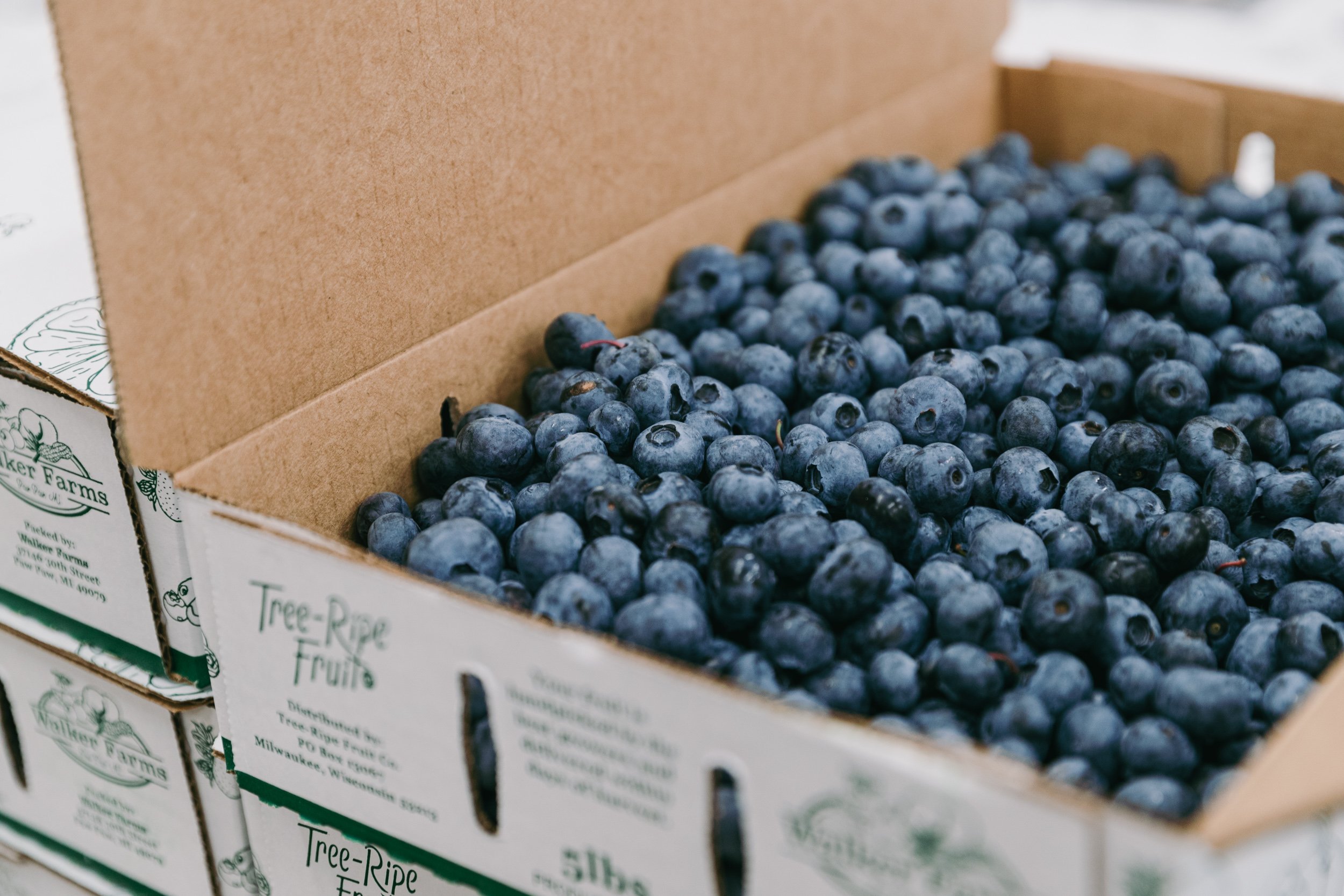 Michigan Blueberries For Sale Fresh Fruit Delivered TreeRipe Fruit Co.
