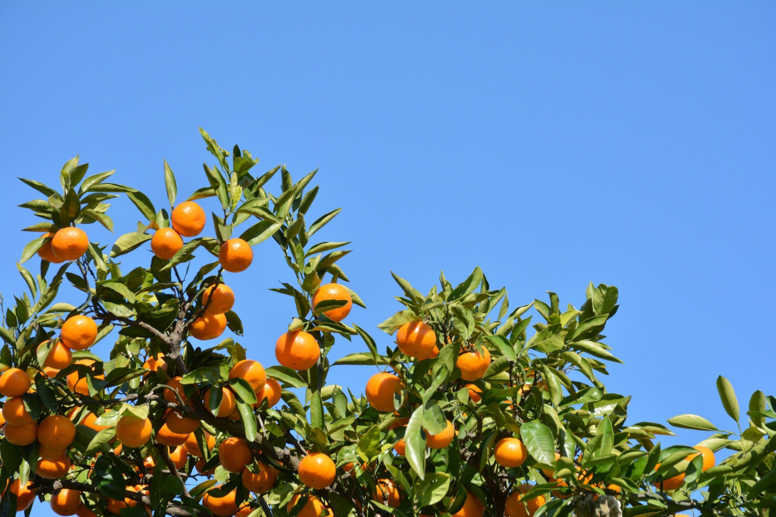 Tangerines – Noble Citrus