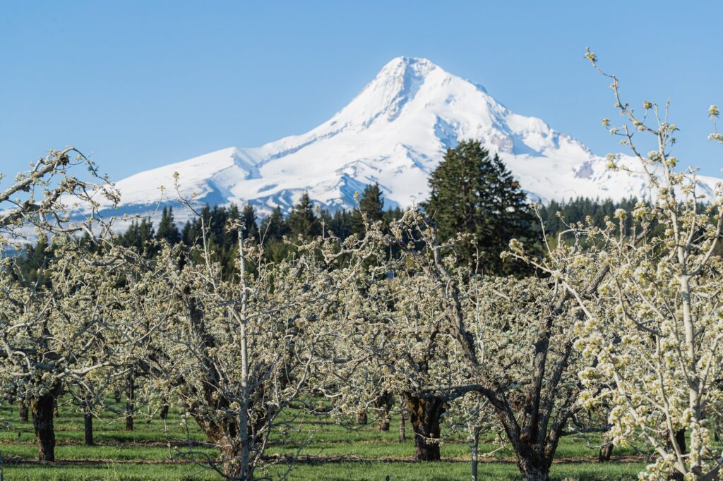 The foothills of Mt. Hood