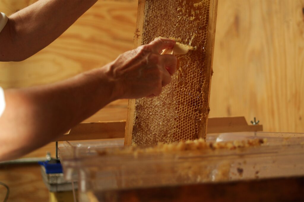 Harvesting Honey
