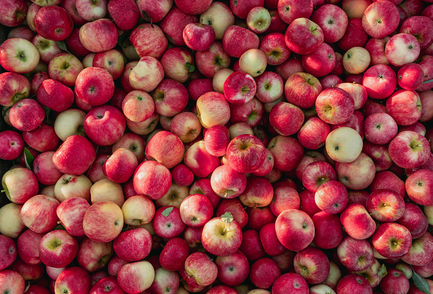 Honeycrisp Apple Information: Learn About Growing Honeycrisp Apples