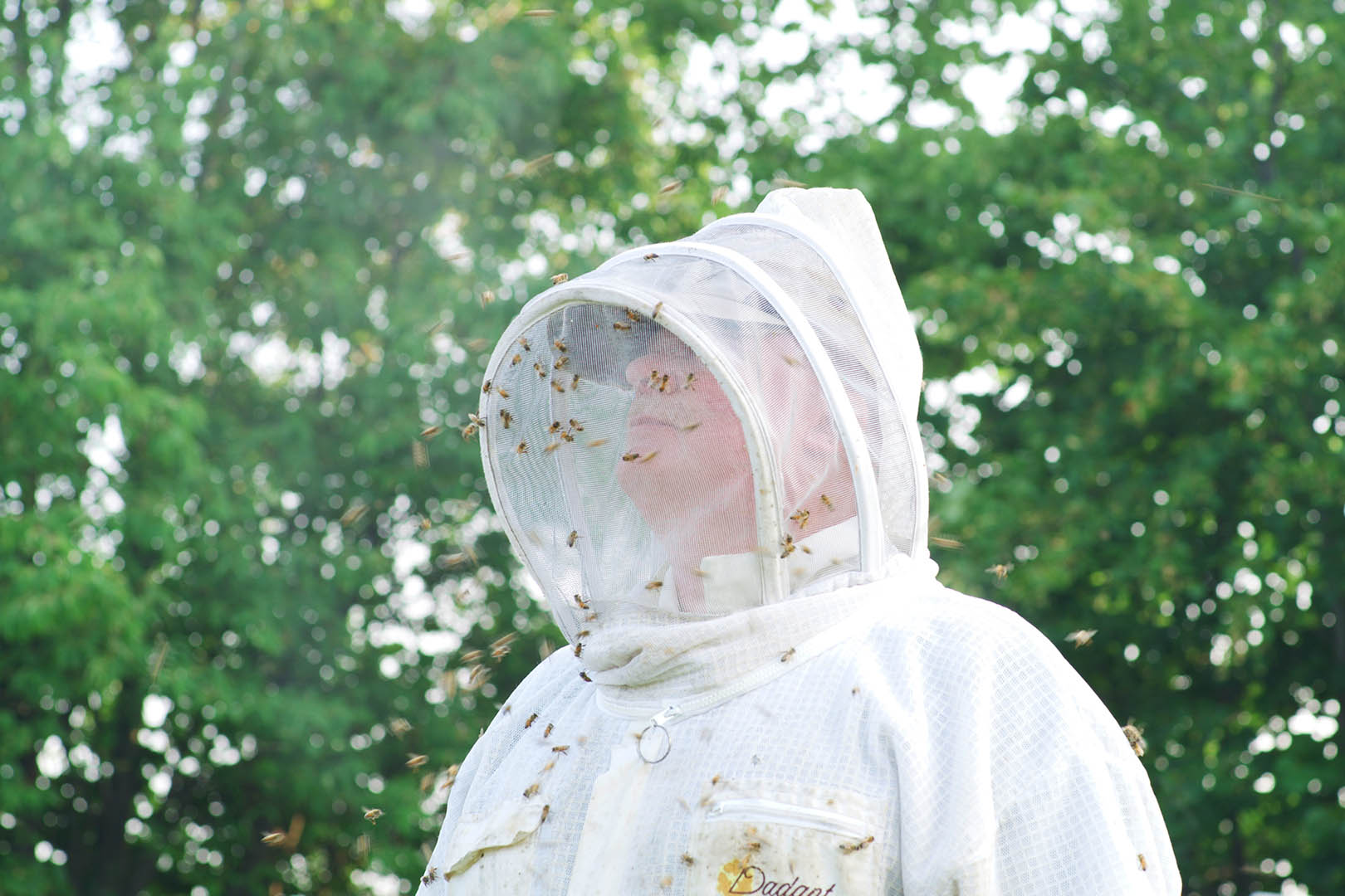 Bees covering the beekeeper’s veil at Harvest Place