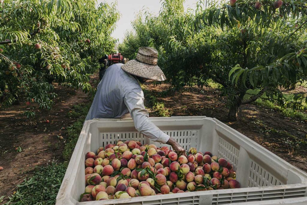 Harvest Season