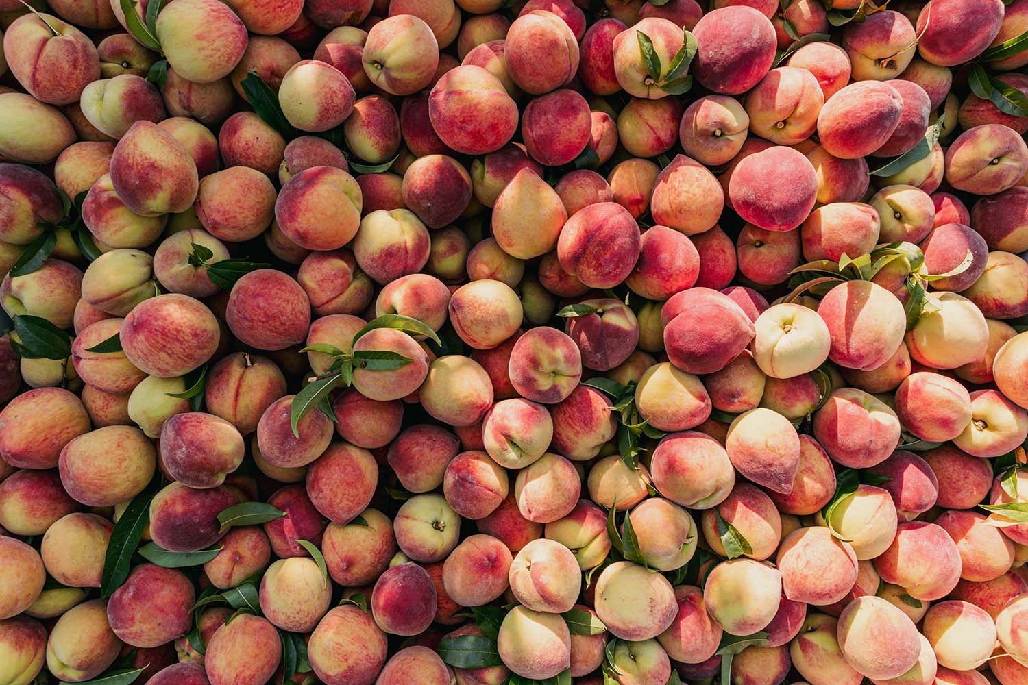 How to Ripen, Pick, and Store Peaches