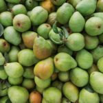 Oregon Pears