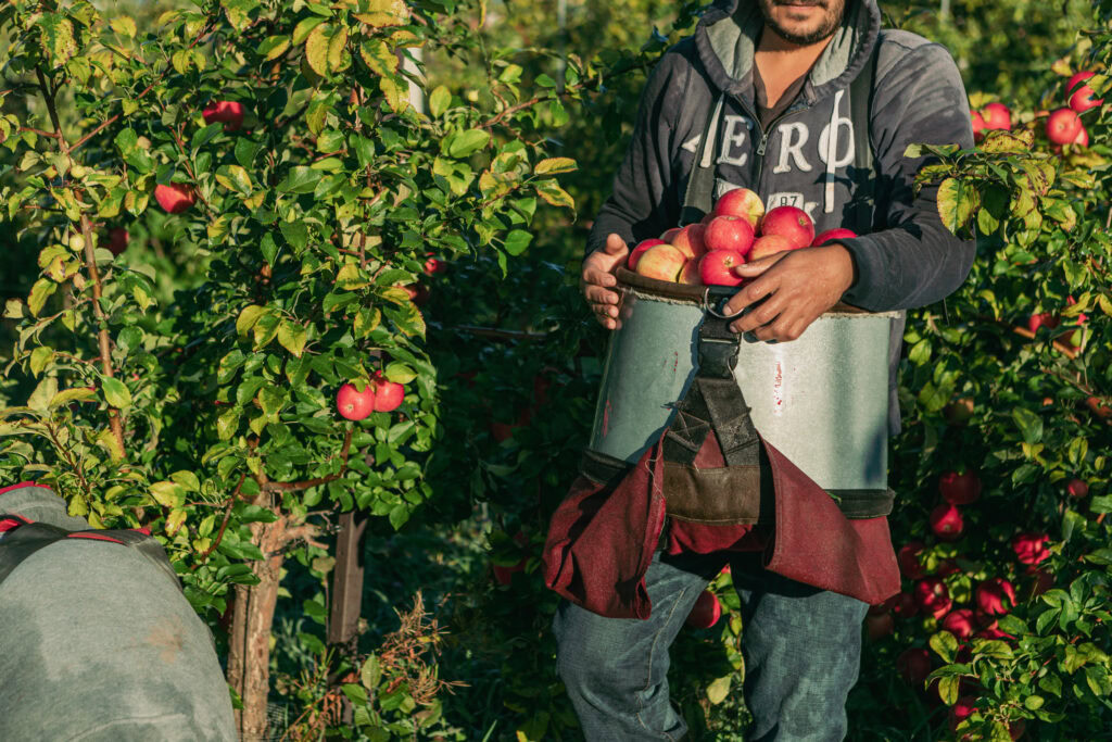 Harvest Season