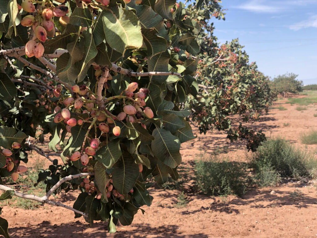 The dry desert of New Mexico 