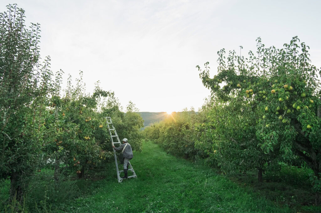 Harvest Season