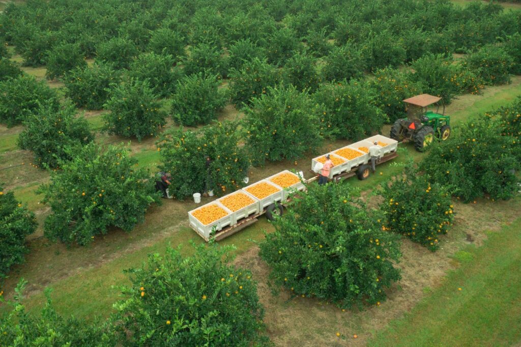 Harvest Season