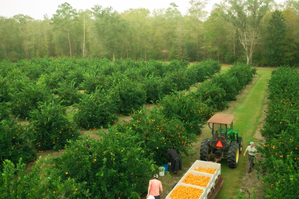 Harvest Season