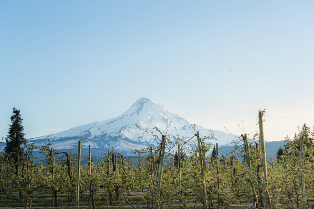 The foothills of Mt. Hood