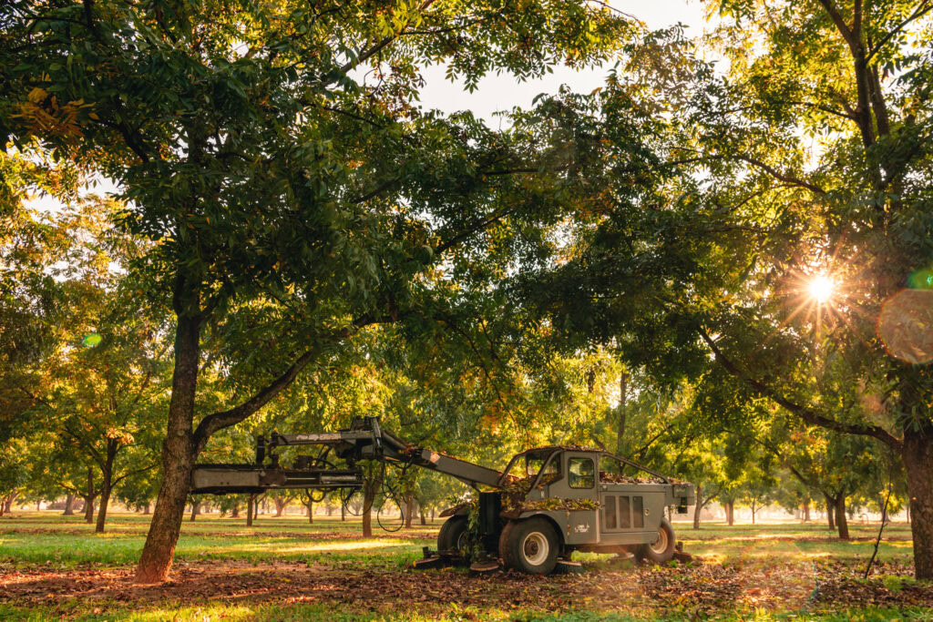 Harvesting Pecans