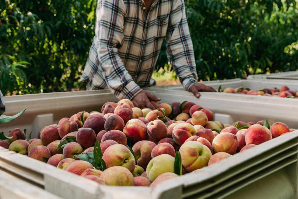 Georgia peaches being harvested at the perfect time