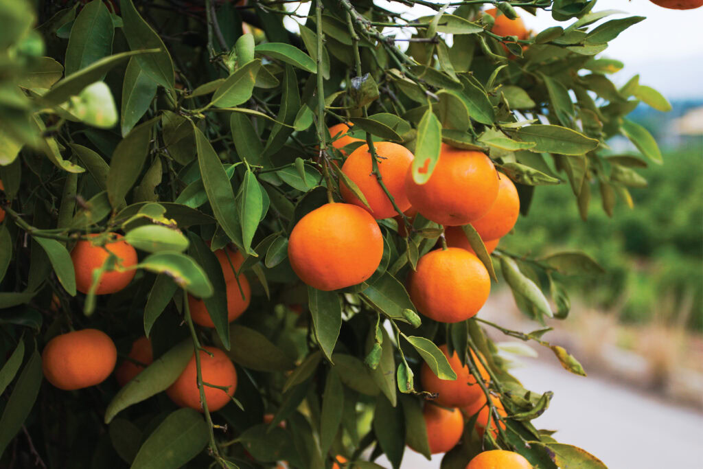 Harvest Season