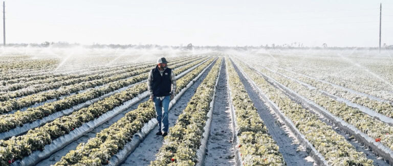 How Will the Cold Snap Affect the Citrus & Peach Harvest?
