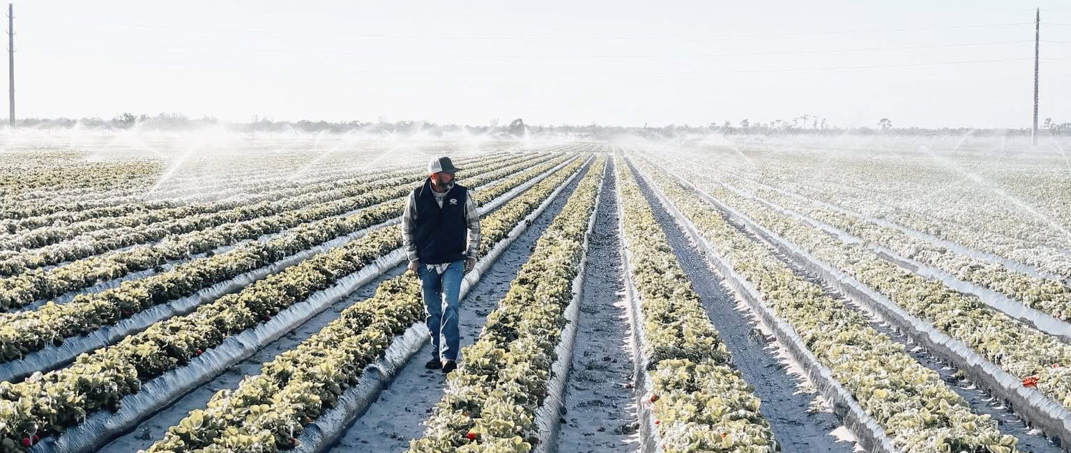 How Will the Cold Snap Affect the Citrus & Peach Harvest? - Tree