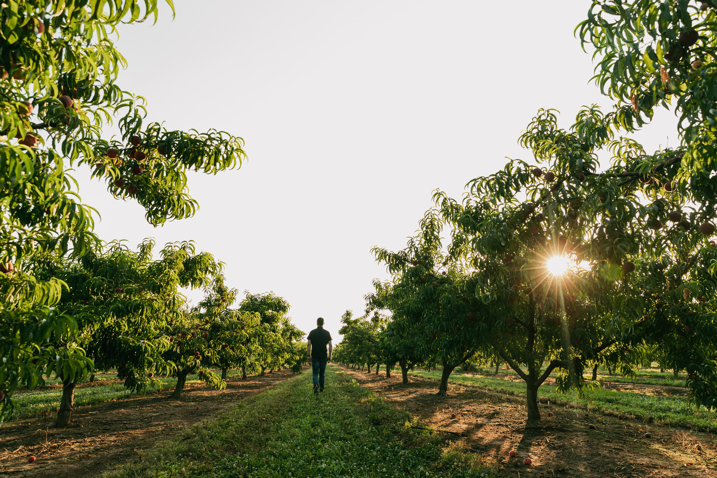 Pearson Farms orchard with rows of peach trees