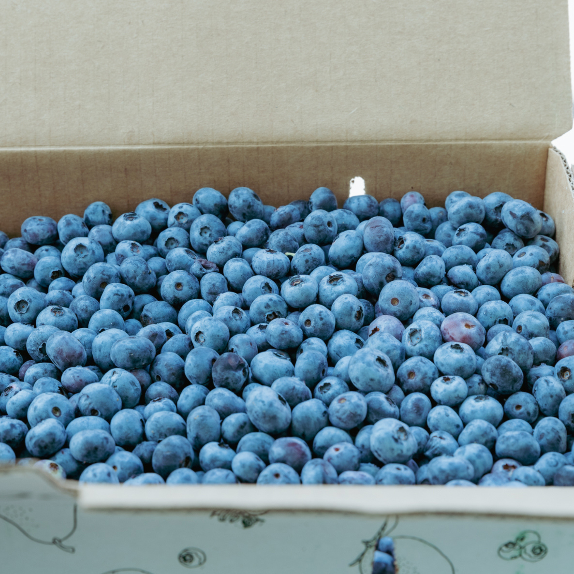 Michigan Blueberries