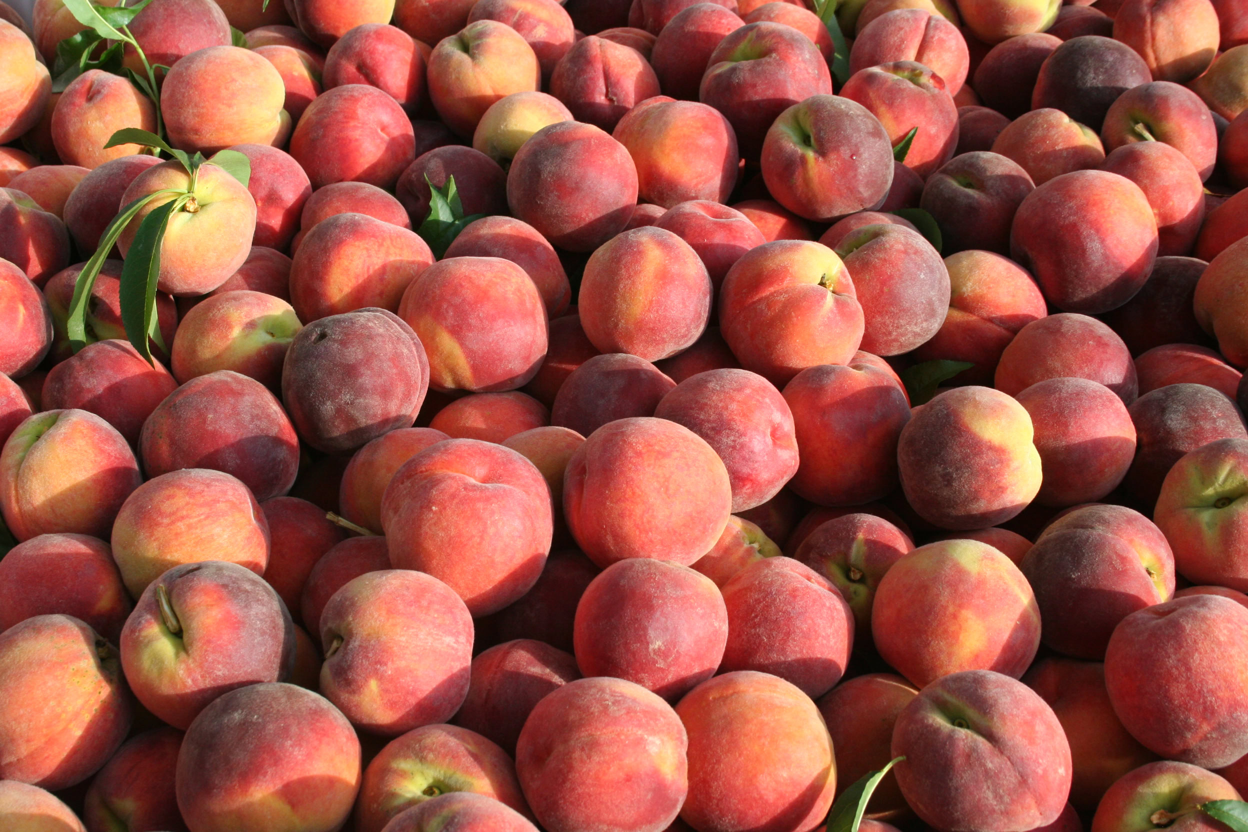 Georgia Peaches