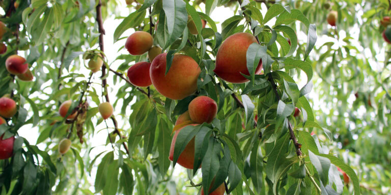 Where Your Peaches Come From & Why it Matters.